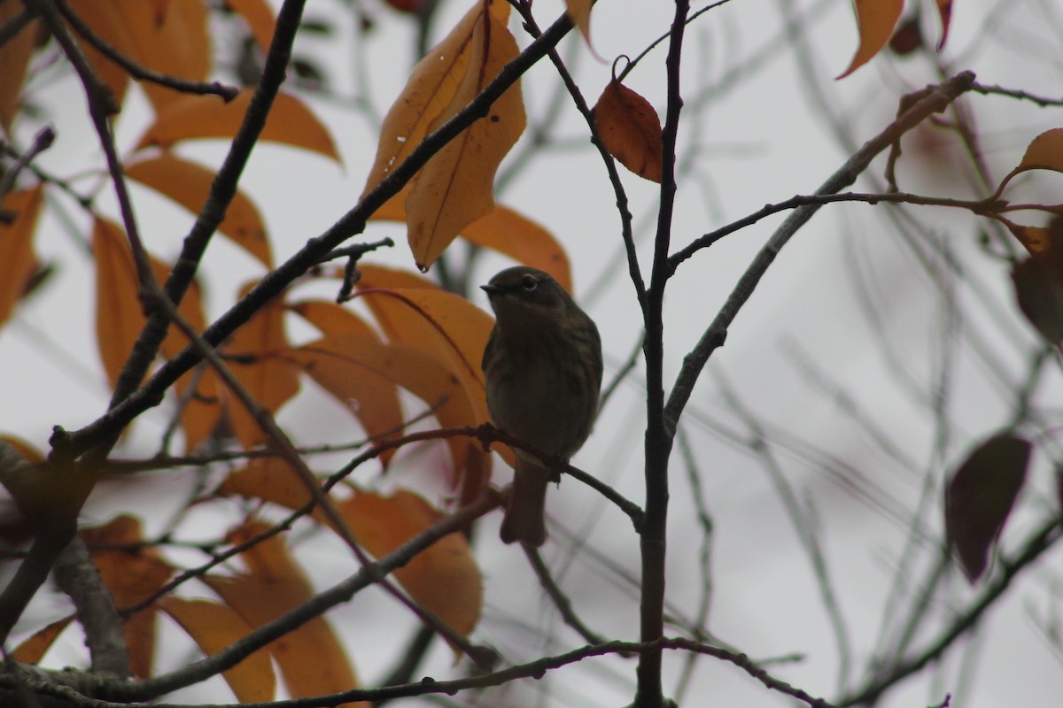 Yellow-rumped Warbler - ML644405173