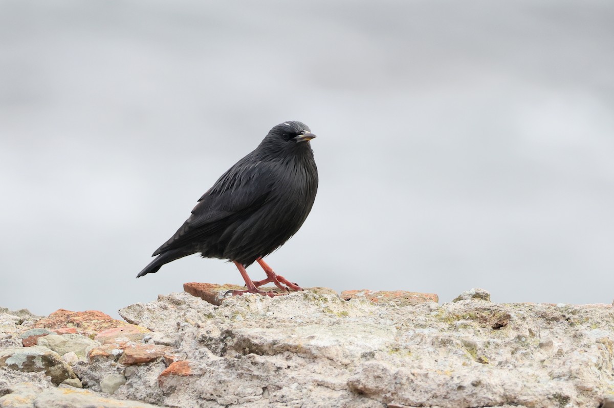 Einfarbstar - ML644405178