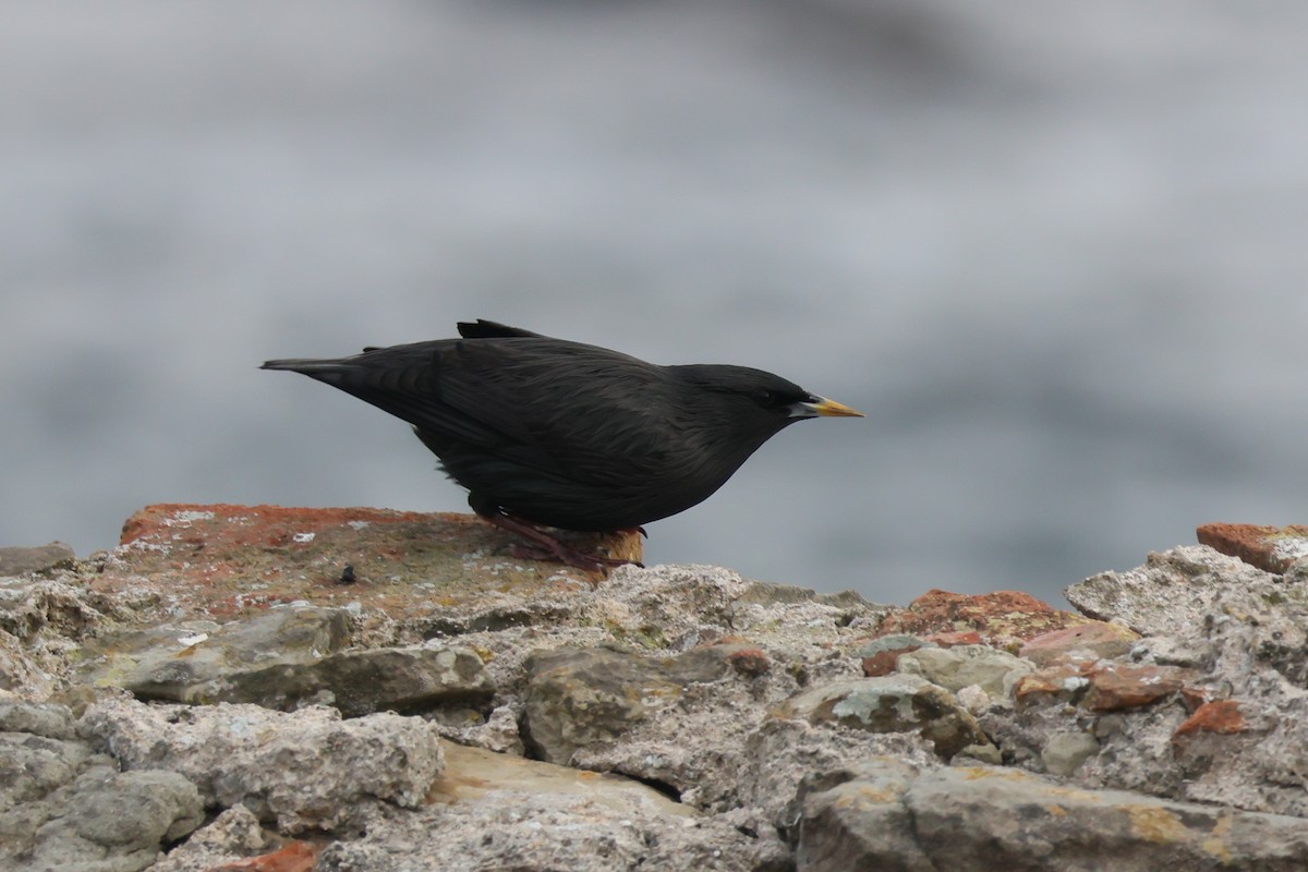 Einfarbstar - ML644405179