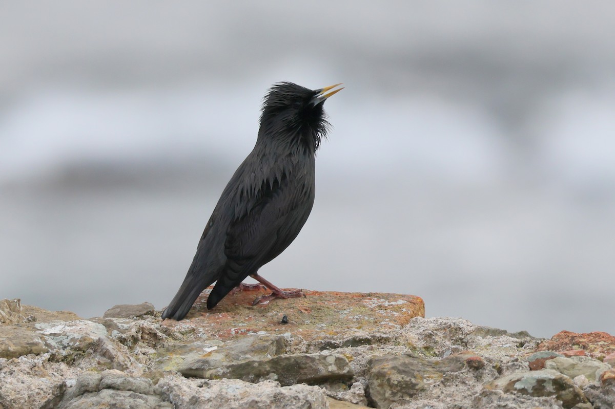 Einfarbstar - ML644405180