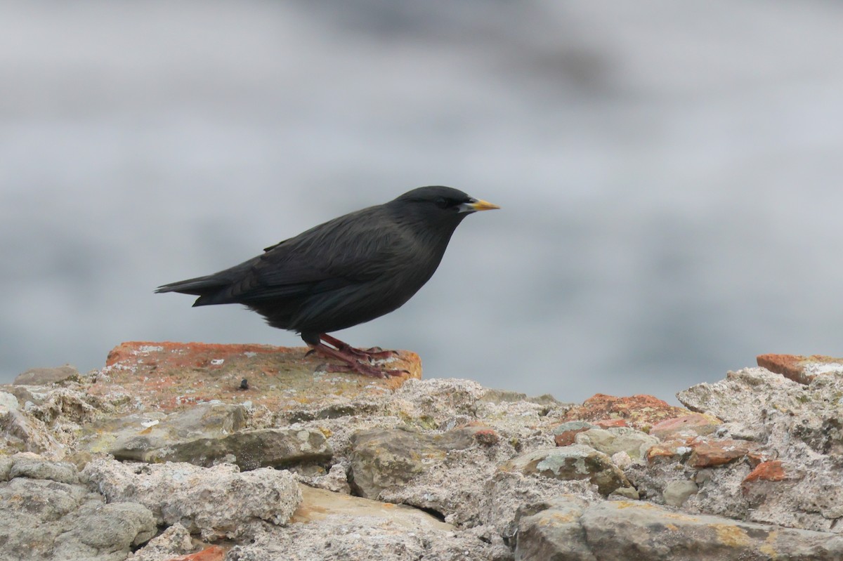 Einfarbstar - ML644405181