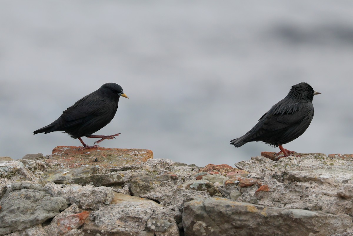 Einfarbstar - ML644405182