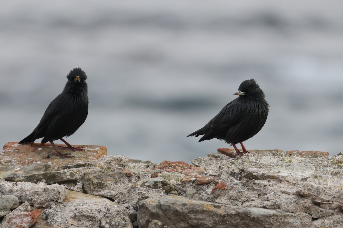 Einfarbstar - ML644405183