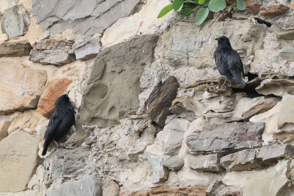 Einfarbstar - ML644405184