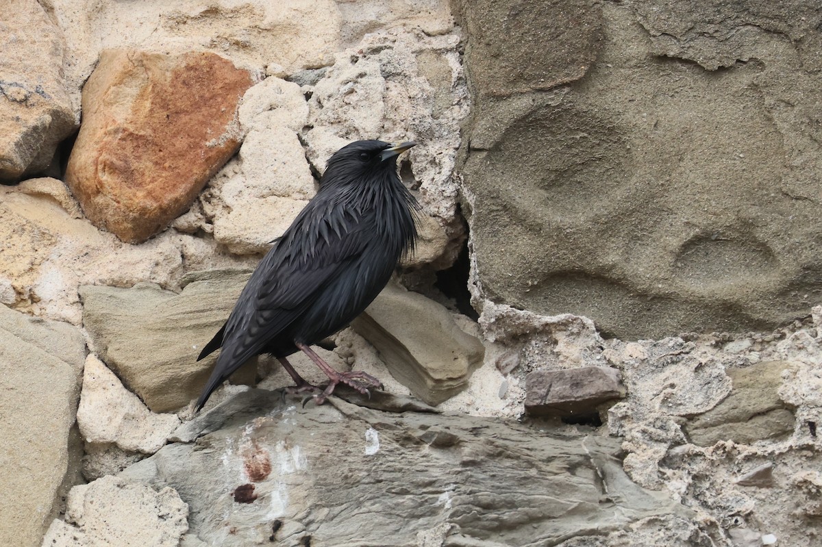 Einfarbstar - ML644405185