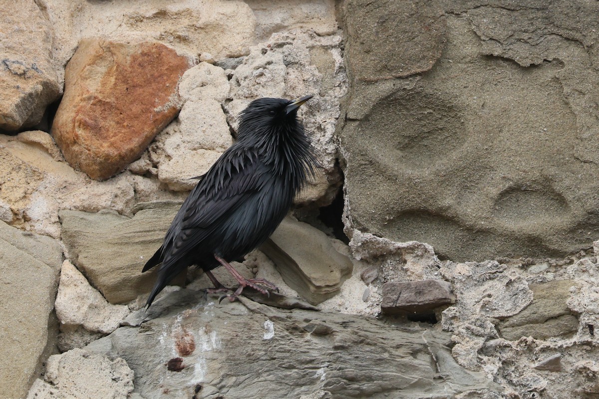 Einfarbstar - ML644405186