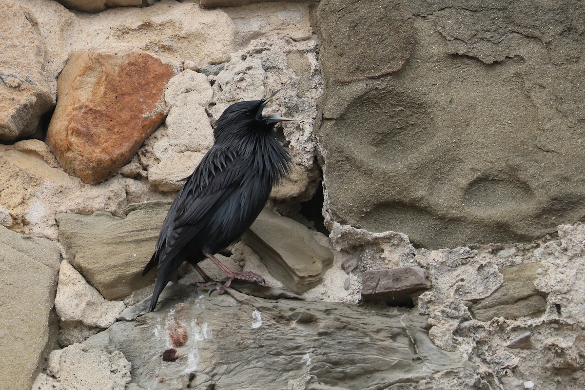 Einfarbstar - ML644405187