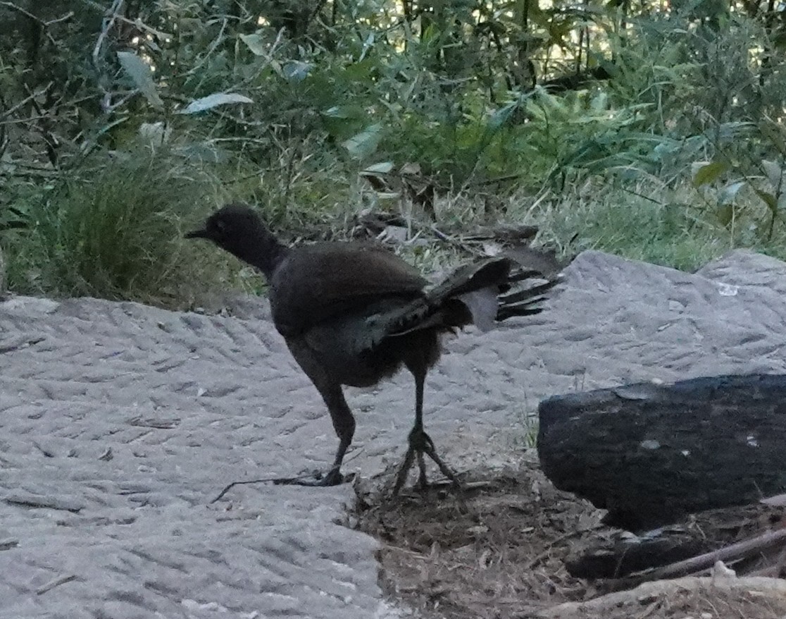 lyrochvost nádherný - ML644405191