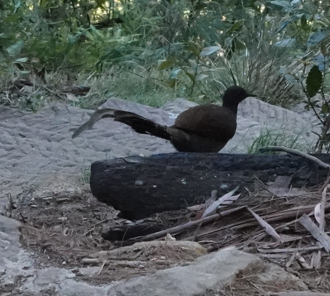 lyrochvost nádherný - ML644405192