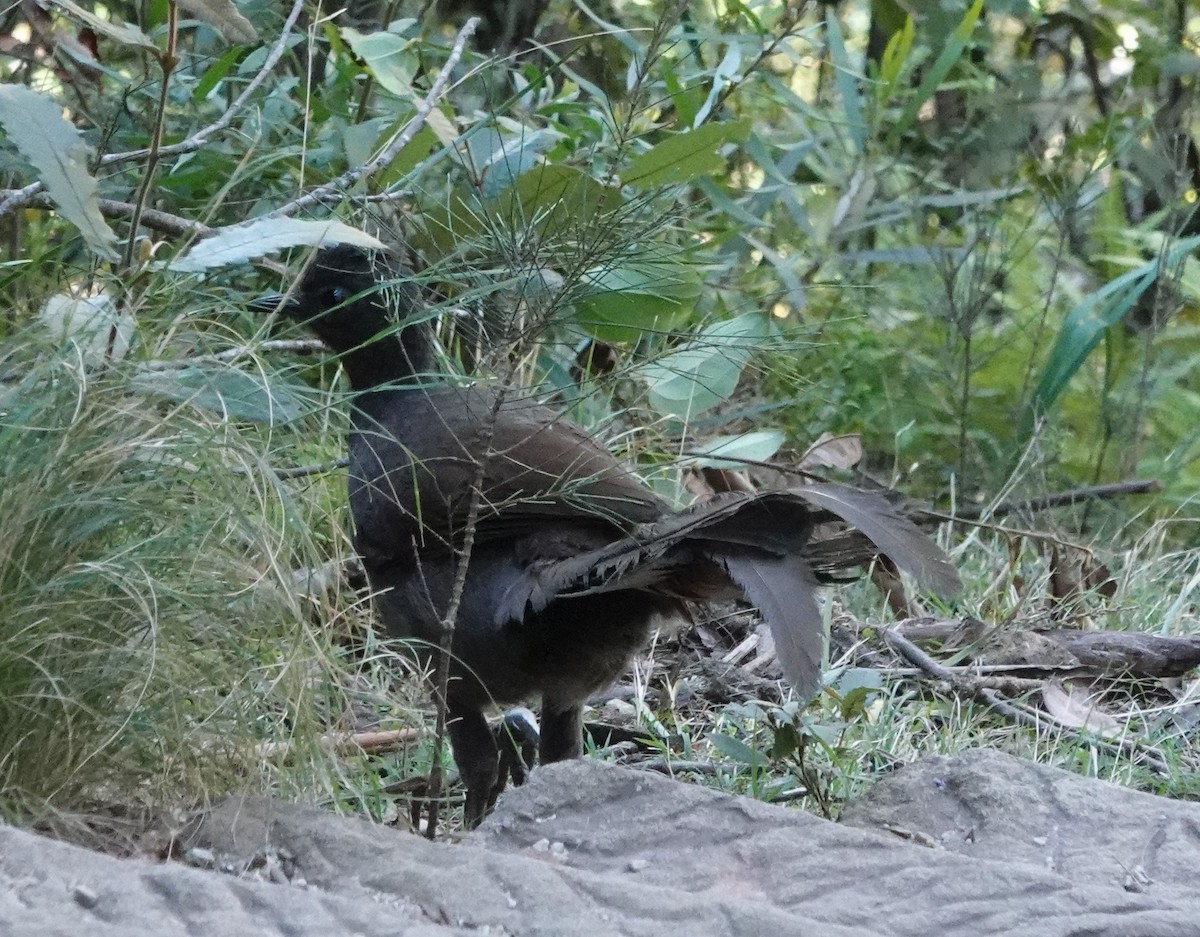 lyrochvost nádherný - ML644405193