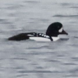 Barrow's Goldeneye - ML644405200
