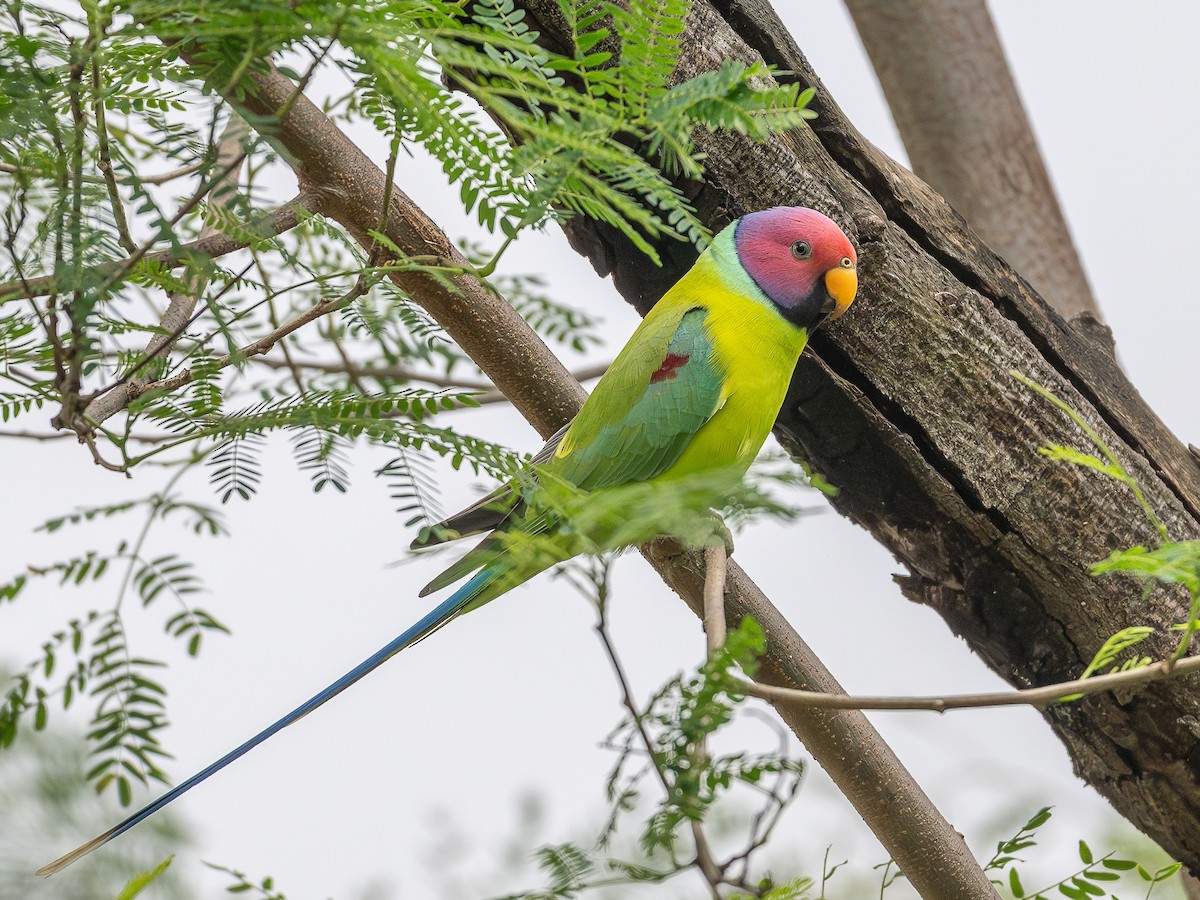 コセイインコ - ML644405201