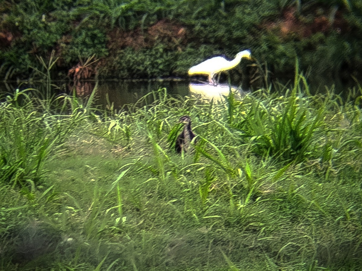 White-breasted Waterhen - ML644405202