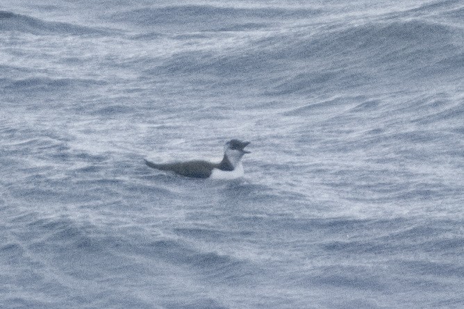 Кайра тонкодзьоба - ML644405215