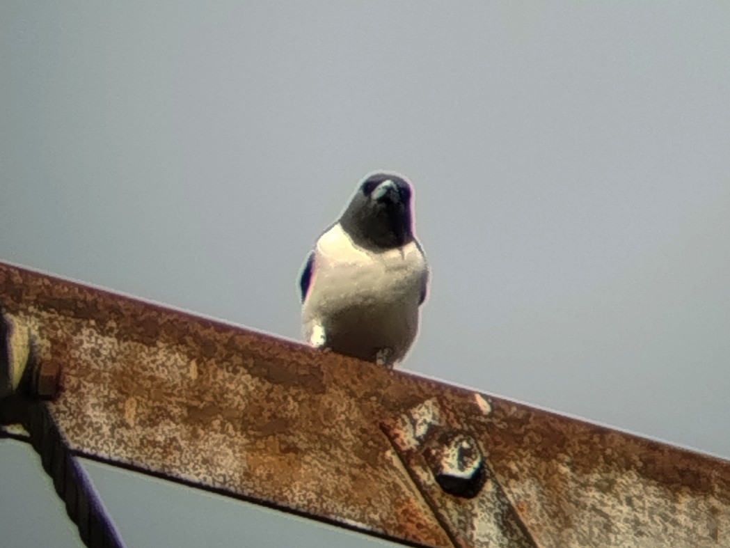 White-breasted Woodswallow - ML644405249