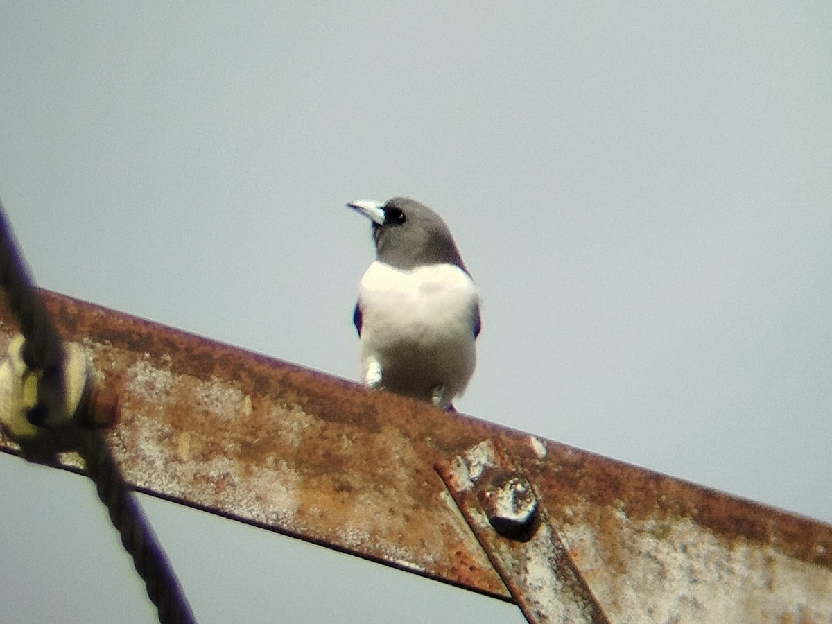White-breasted Woodswallow - ML644405250