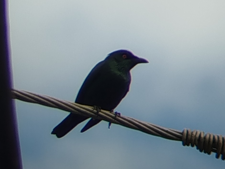 špaček rudooký - ML644405256