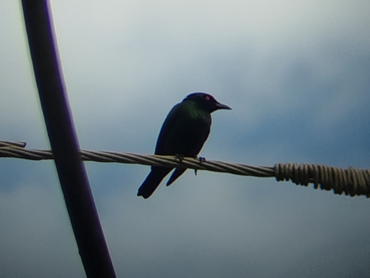 špaček rudooký - ML644405257