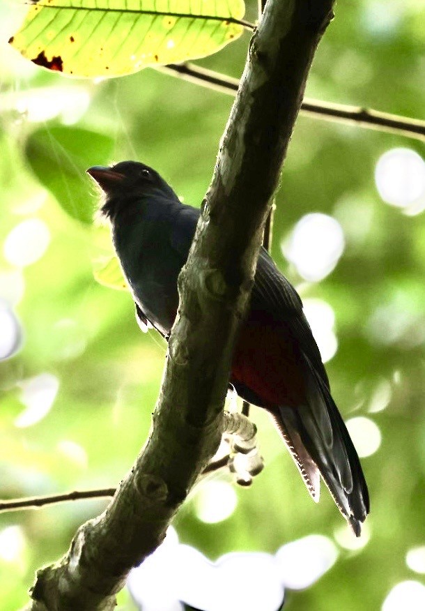 Gri Kuyruklu Trogon - ML644405267