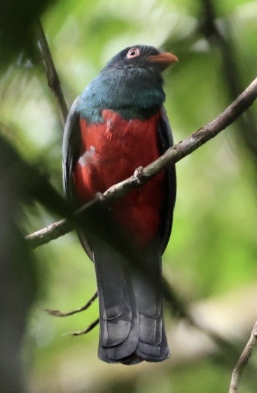 Gri Kuyruklu Trogon - ML644405268