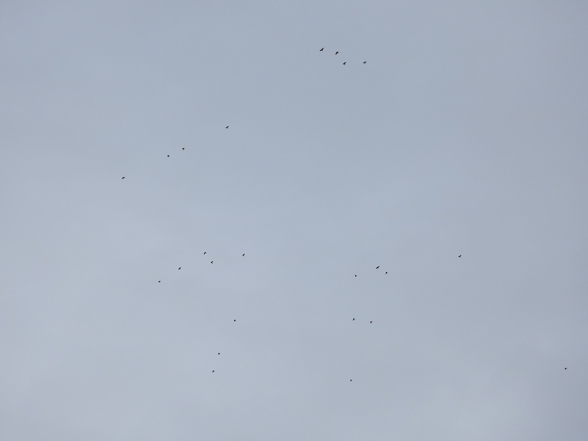 American Crow - ML644405296