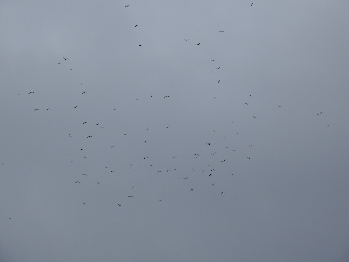 American Crow - ML644405298