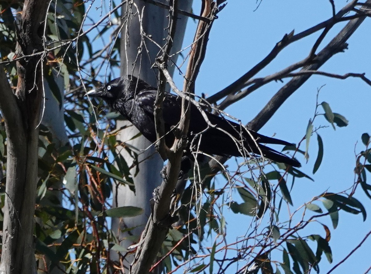 Южноавстралийский ворон - ML644405305