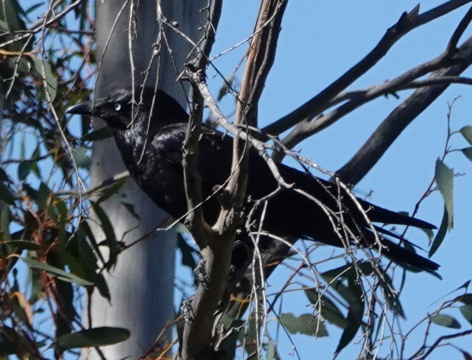 Южноавстралийский ворон - ML644405306