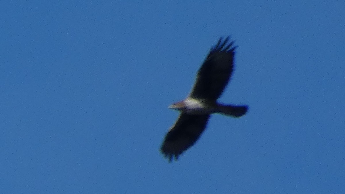 Харсун бүргэд - ML644405307