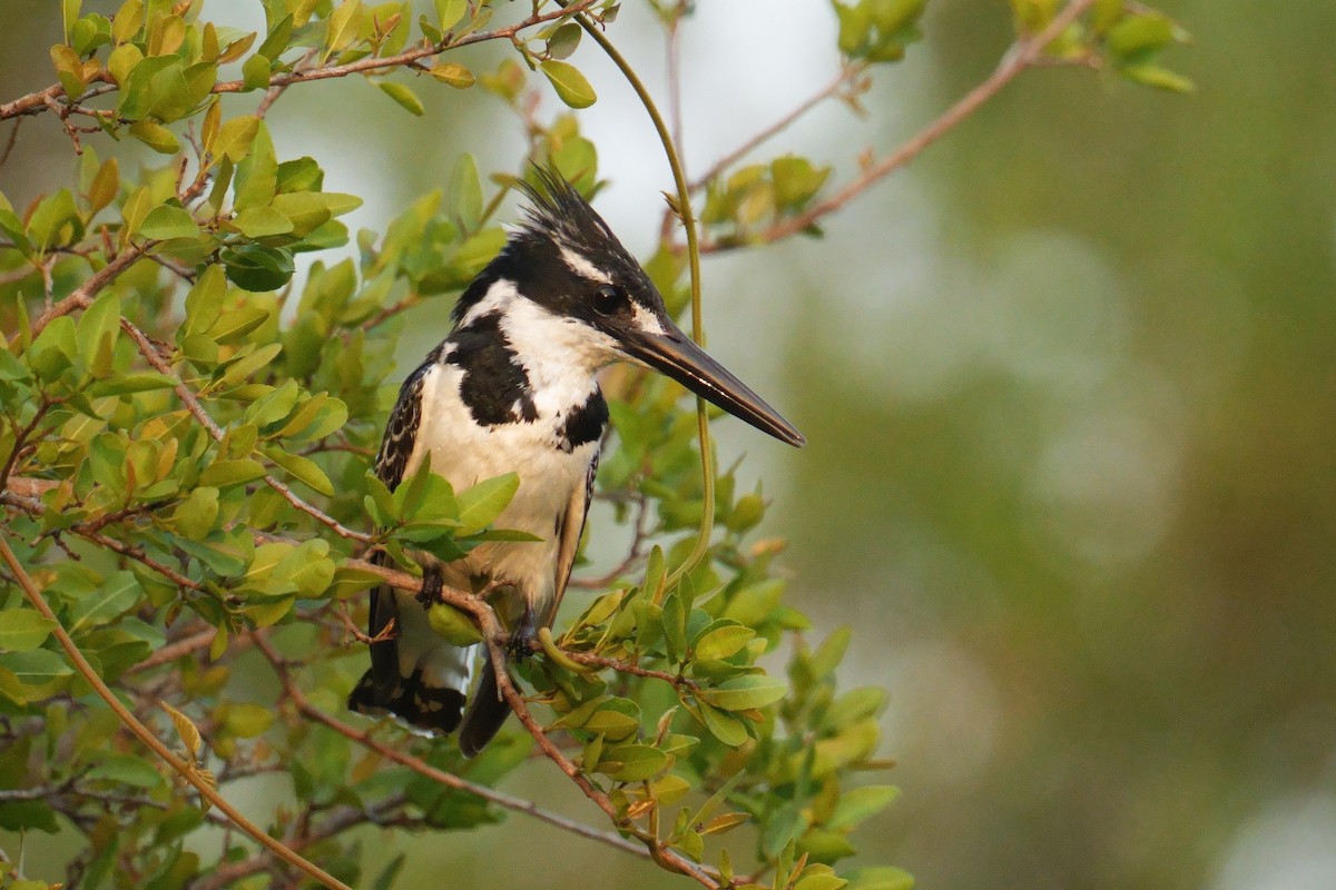 Рибалочка строкатий - ML644405310