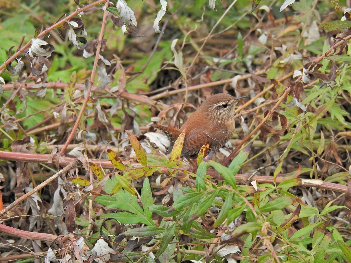 Winter Wren - ML644405311