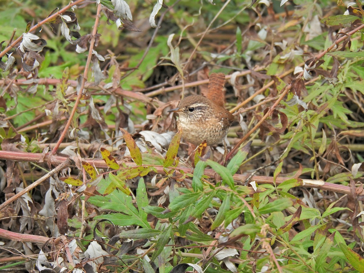 Winter Wren - ML644405312