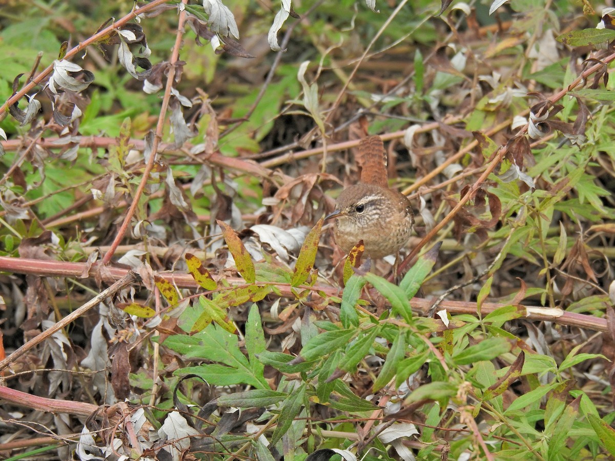 Winter Wren - ML644405313