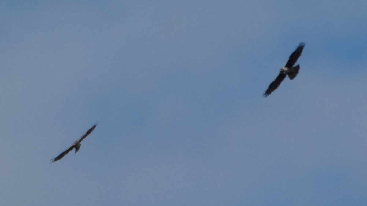 Харсун бүргэд - ML644405318