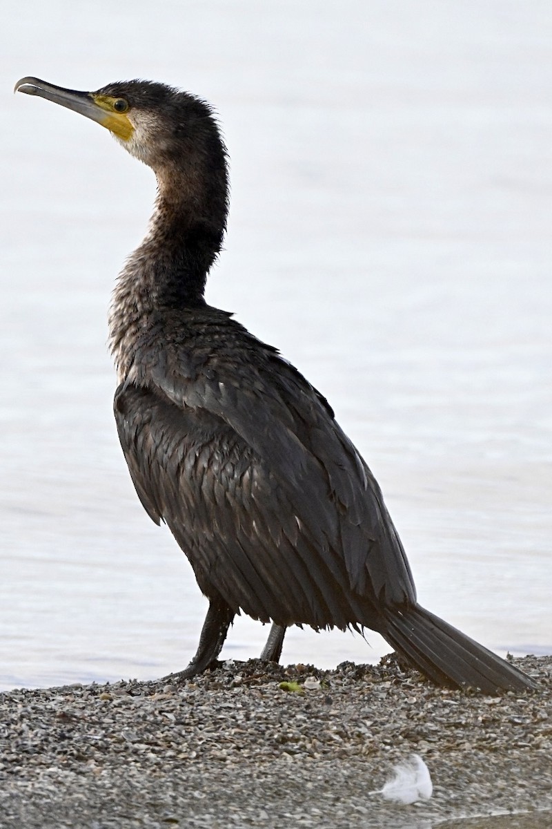 storskarv - ML644405320