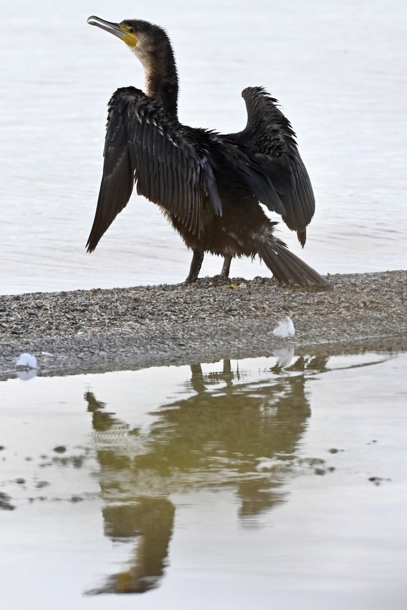 storskarv - ML644405321