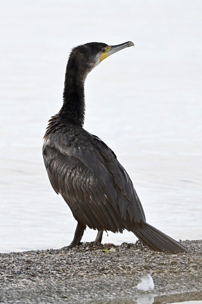 storskarv - ML644405322