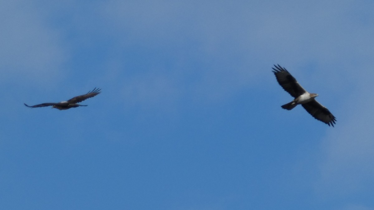 Харсун бүргэд - ML644405325