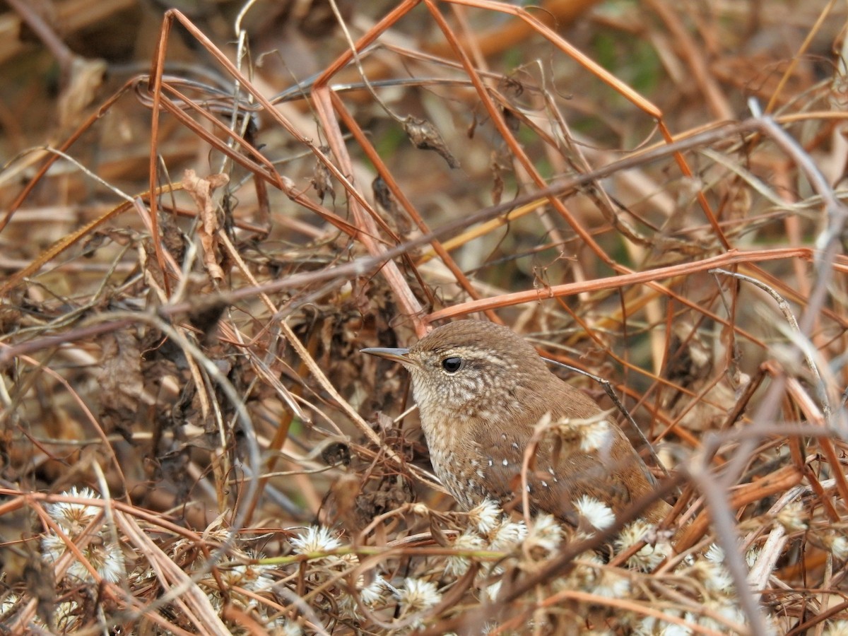Winter Wren - ML644405326