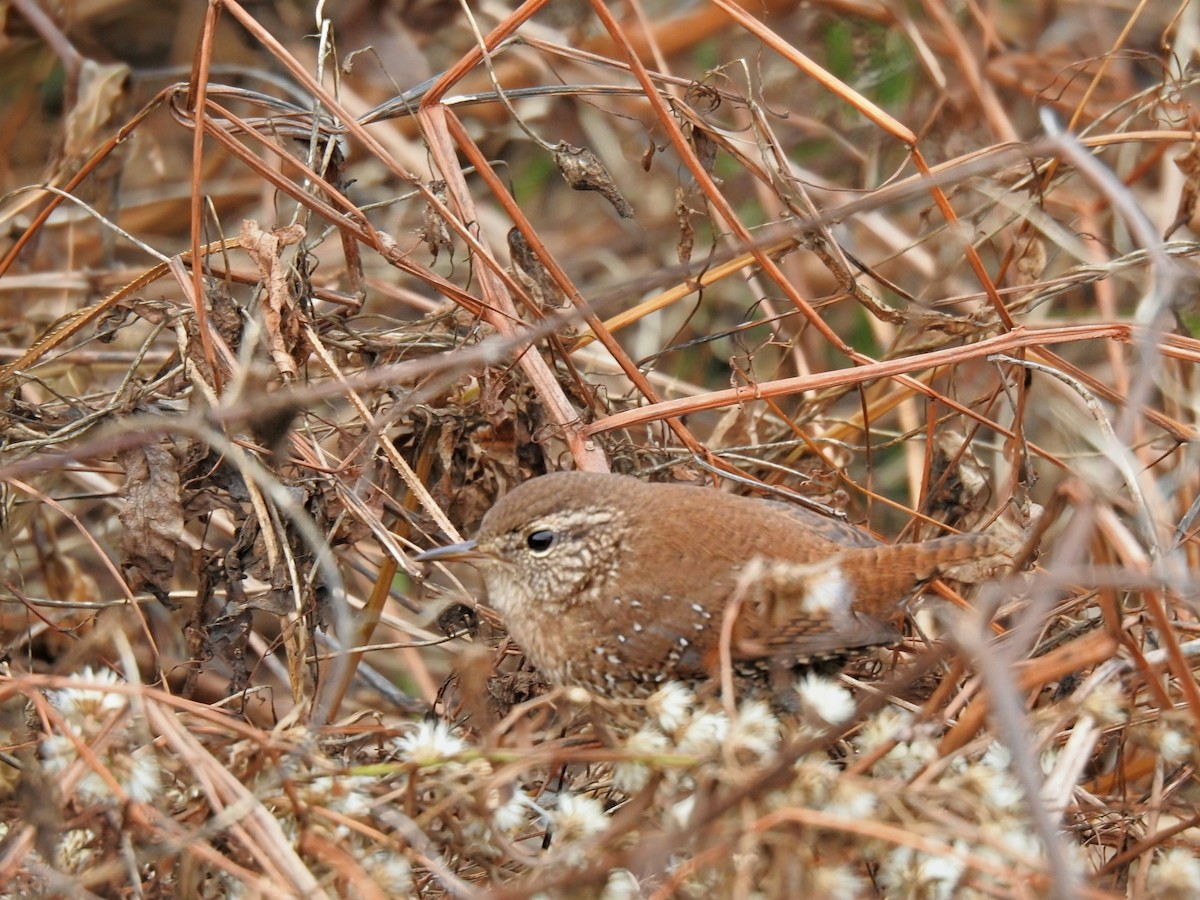 Winter Wren - ML644405327