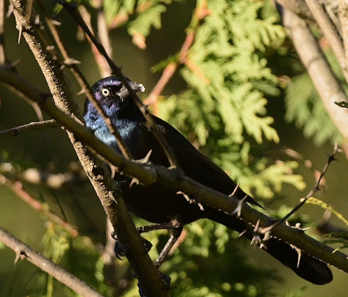 Quiscale bronzé - ML644405332