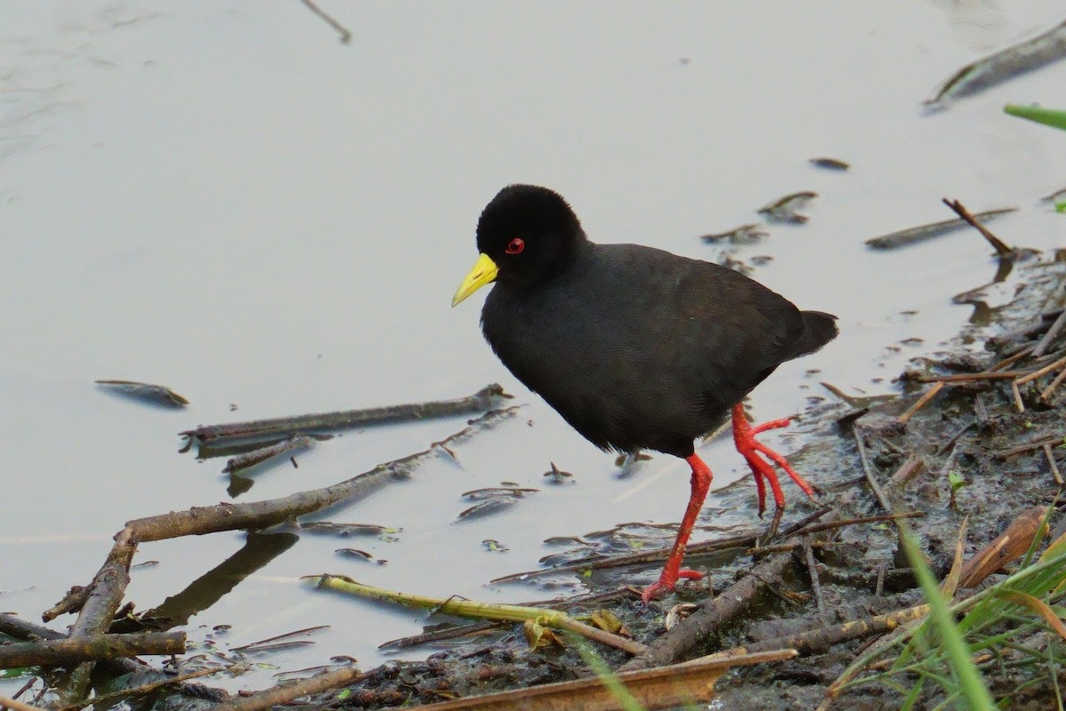 Black Crake - ML644405334