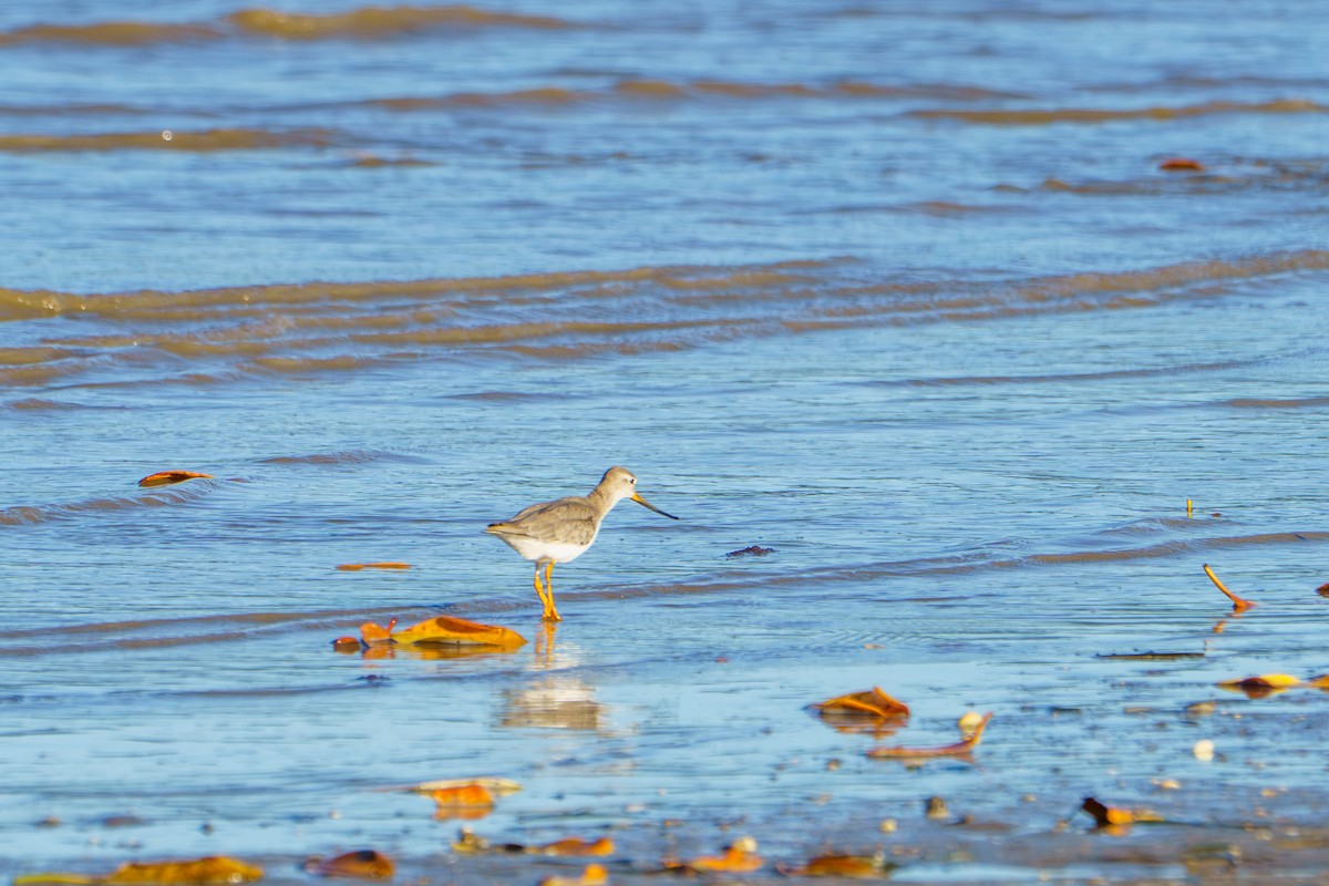 tereksnipe - ML644405338