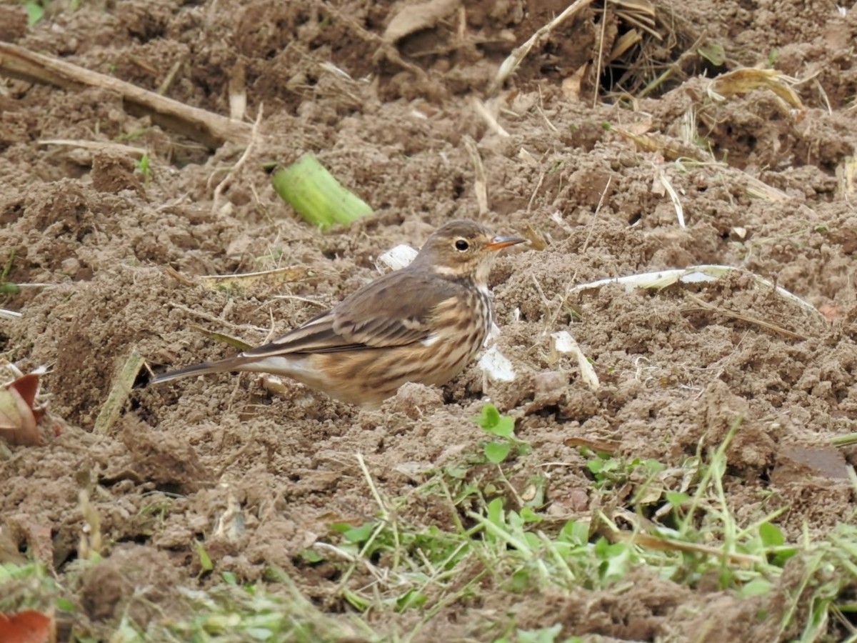 American Pipit - ML644405340