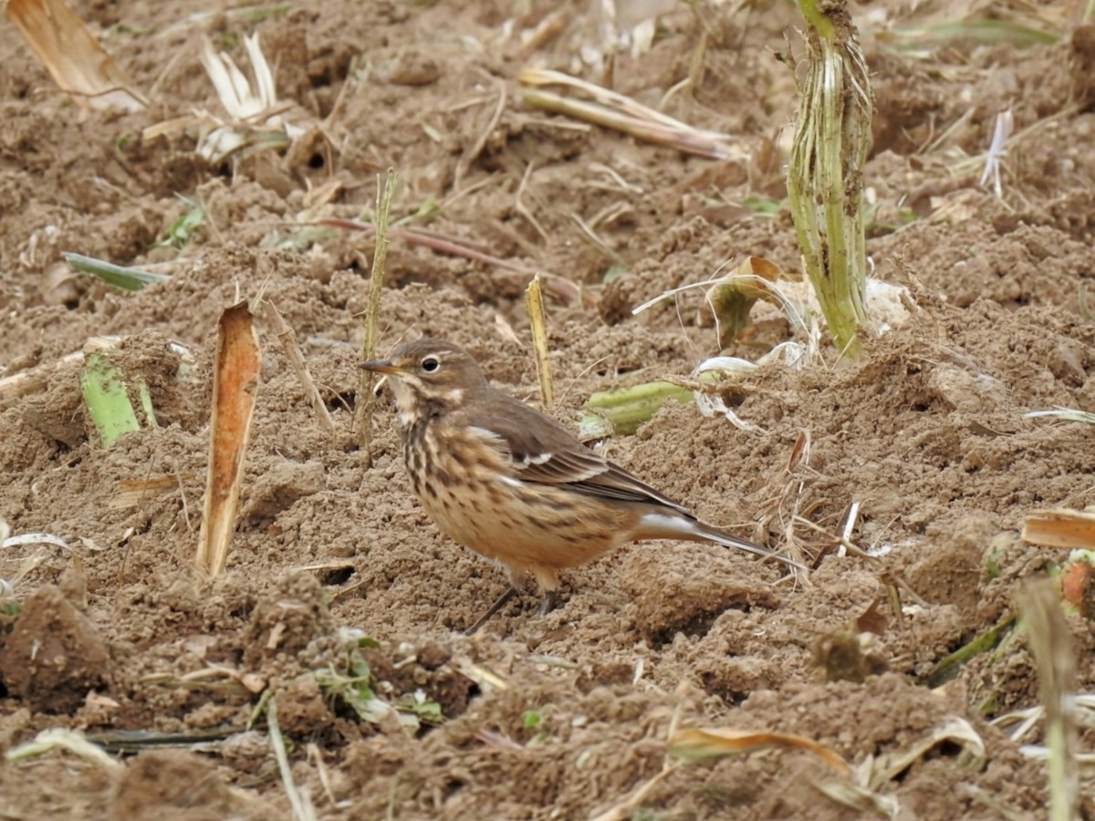 American Pipit - ML644405341