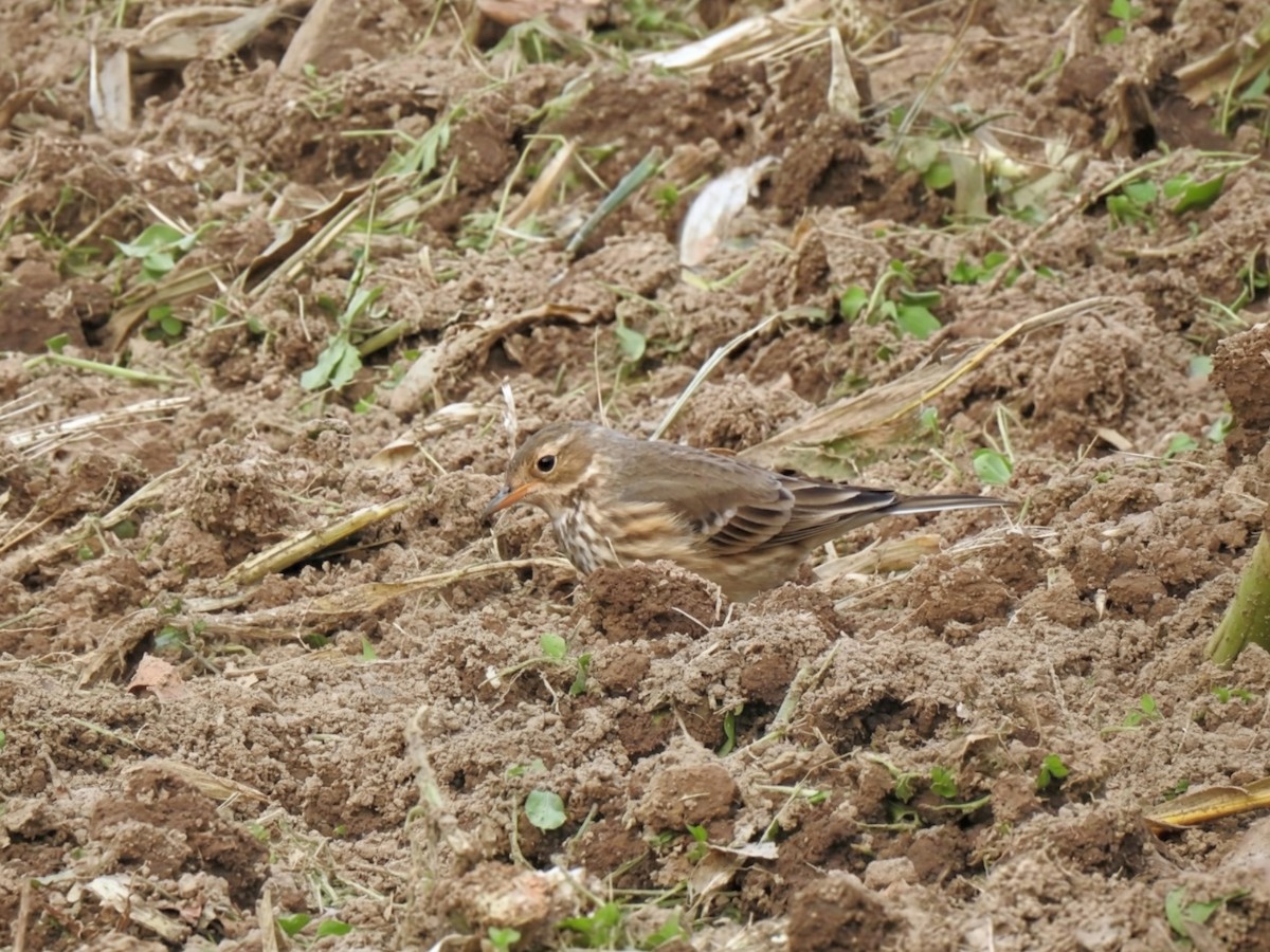 American Pipit - ML644405342