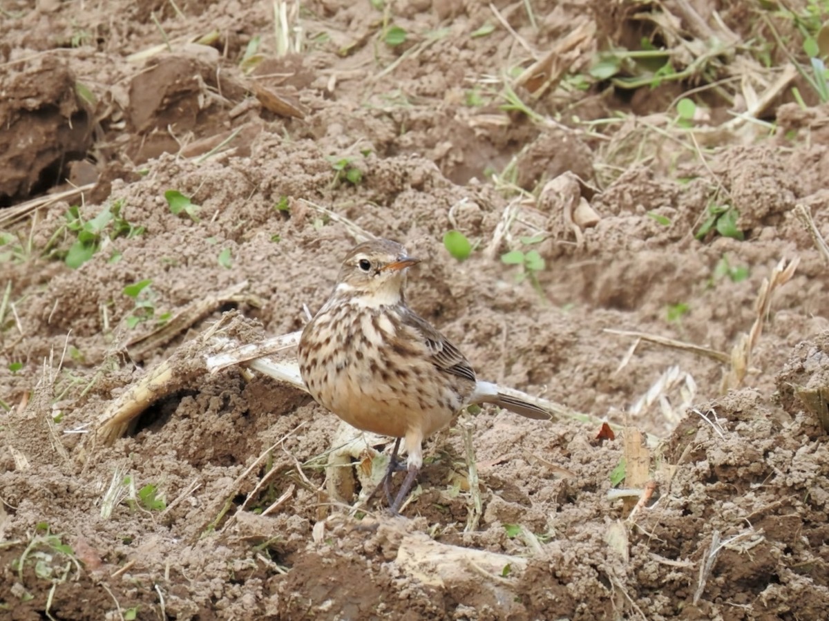 American Pipit - ML644405343