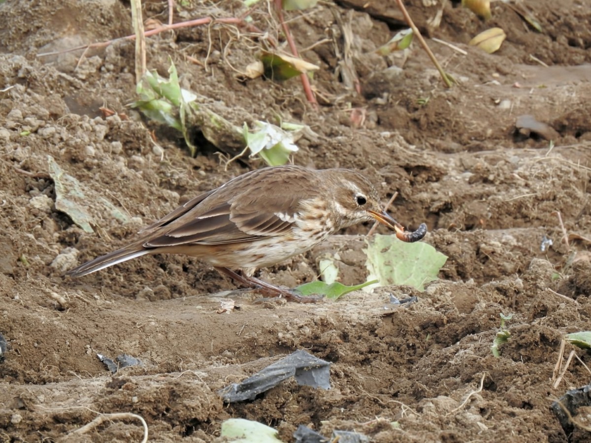 American Pipit - ML644405344