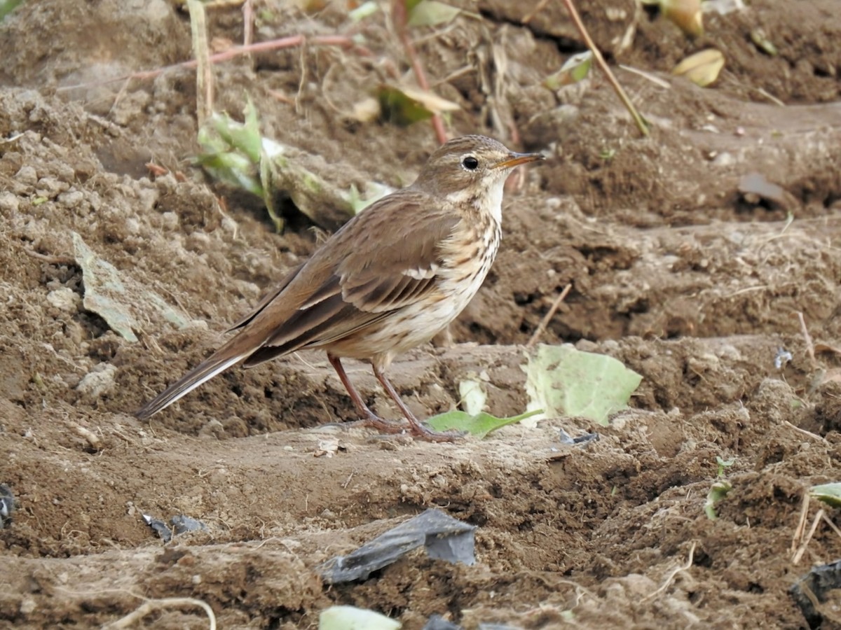 American Pipit - ML644405345
