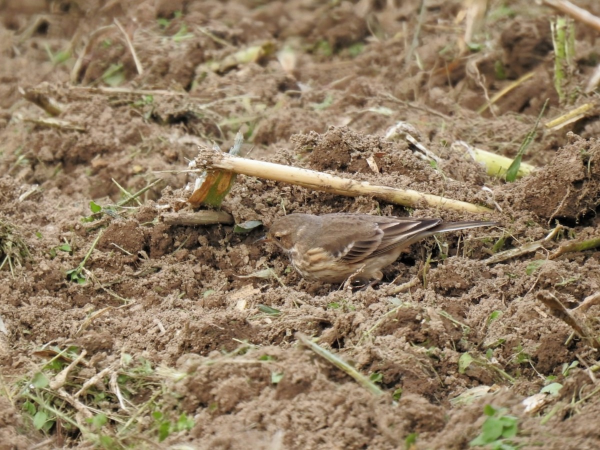 American Pipit - ML644405347
